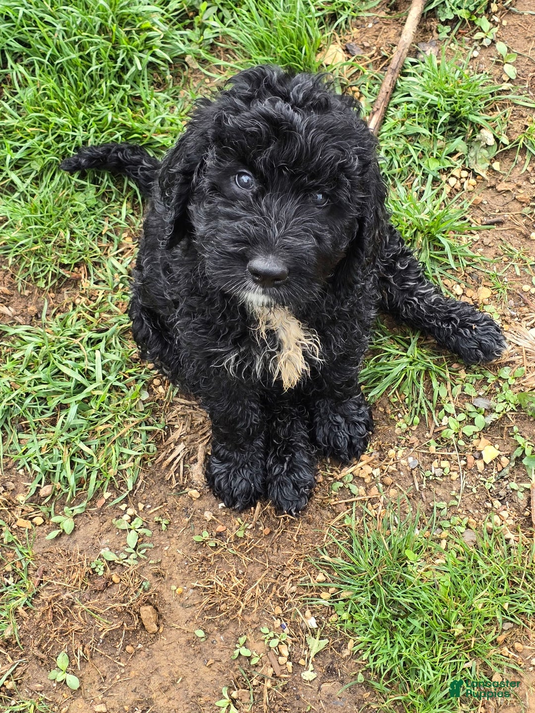 Labradoodle dogs for sale: Samson - Image 2