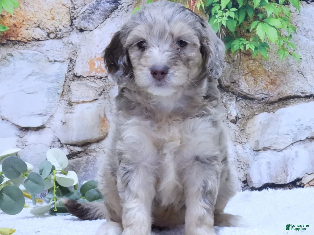 Mini Goldendoodle dogs for sale: Haven F1b - Image 2