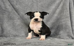 Boston Terrier dogs for sale: Luke - Image 4