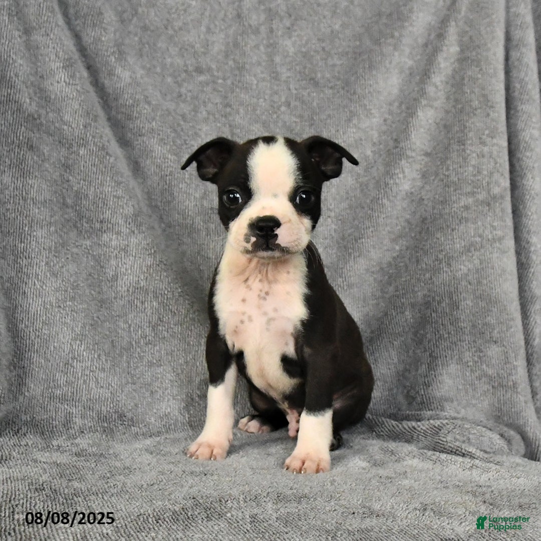 Boston Terrier dogs for sale: Luke - Image 4