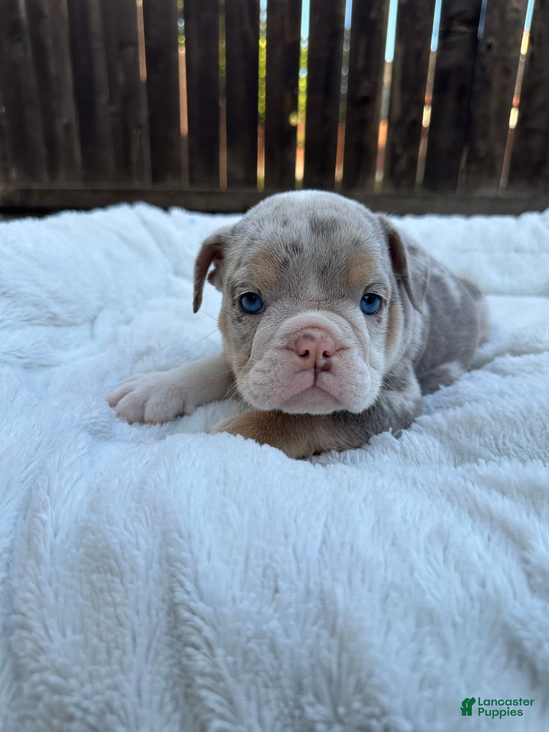 English Bulldog dogs for sale: Bleu Ivy - Image 3