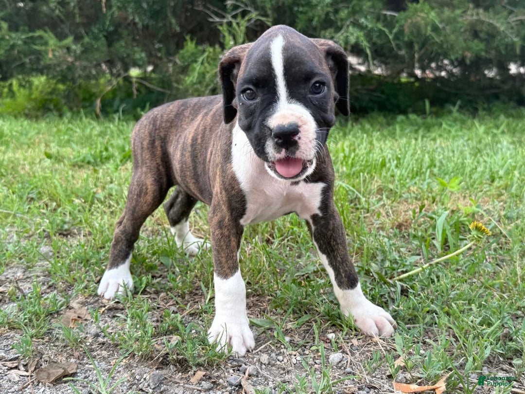 Boxer dogs for sale: Kola - Image 1