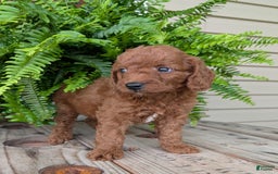 Mini Goldendoodle dogs for sale: Mini -coner - Image 38