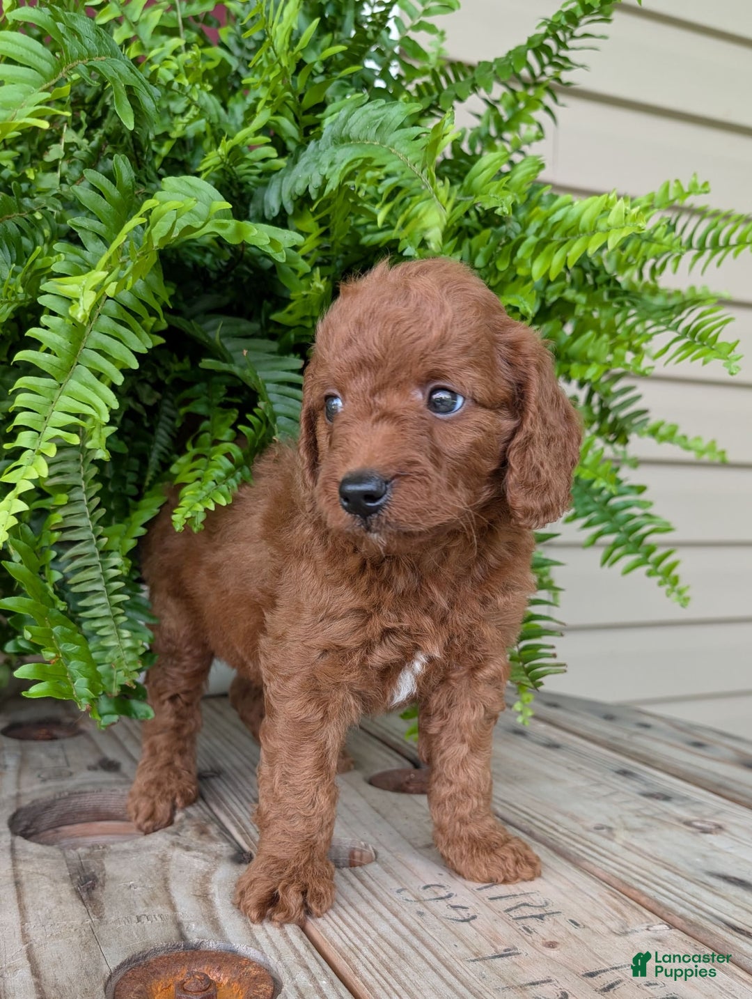 Mini Goldendoodle dogs for sale: Mini -coner - Image 38