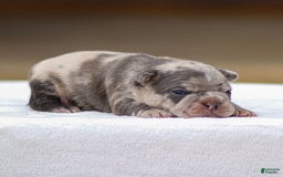 Frenchton dogs for sale: Blaze - Image 1