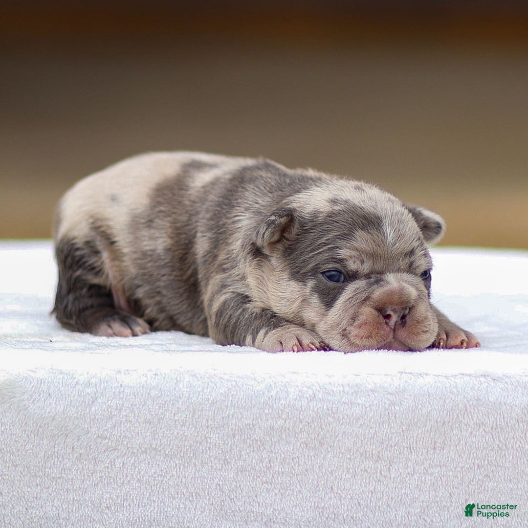Frenchton dogs for sale: Blaze - Image 1