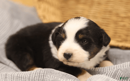 Miniature Australian Shepherd dogs for sale: Eisenhower - Image 18