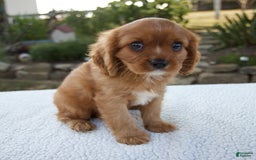 Cavalier King Charles Spaniel dogs for sale: Cruz - Image 5