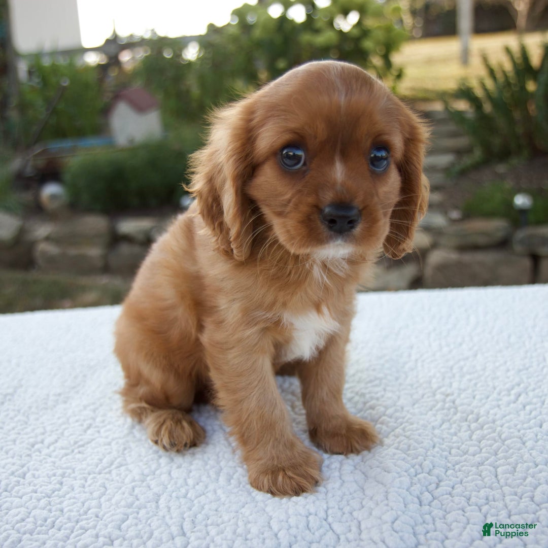 Cavalier King Charles Spaniel dogs for sale: Cruz - Image 5