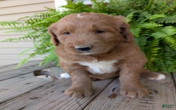 Goldendoodle dogs for sale: Ben - Image 14