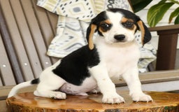 Beagle dogs for sale: Parker - Image 2