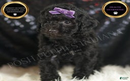 Mini Goldendoodle dogs for sale: Smiles - Image 1