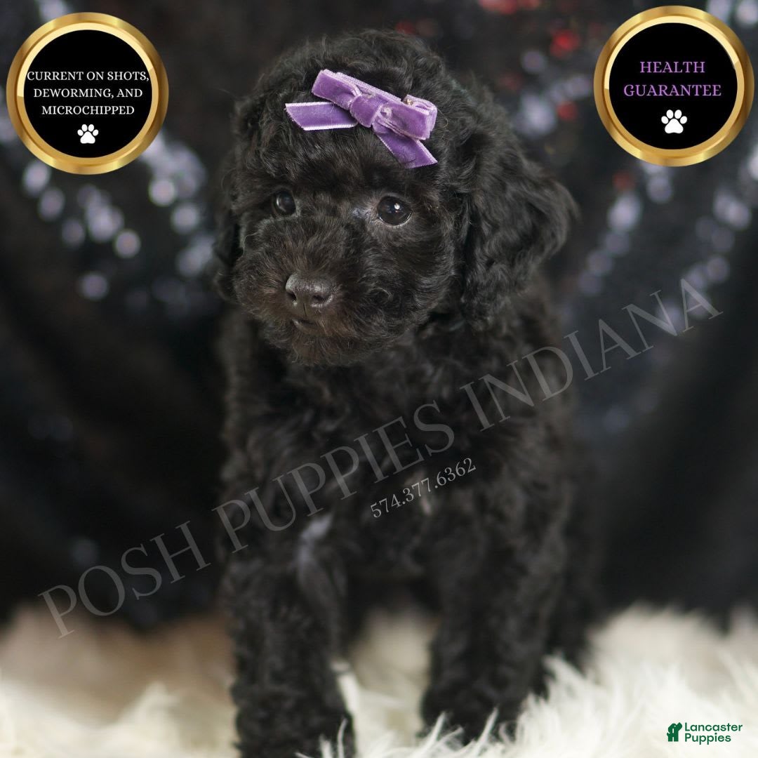 Mini Goldendoodle dogs for sale: Smiles - Image 1