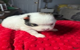 Pomeranian dogs for sale: Moo - Image 3