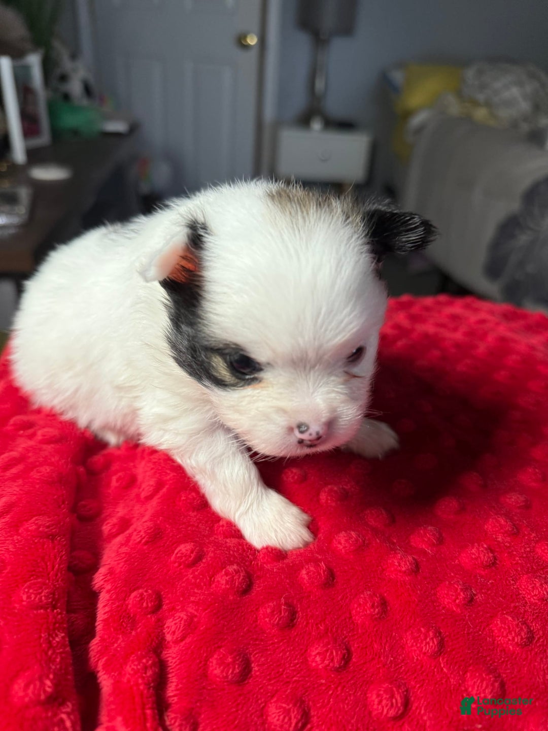 Pomeranian dogs for sale: Moo - Image 3