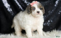 Mini Goldendoodle dogs for sale: Vienna - Image 7