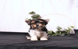 Biewer Terrier dogs for sale: Addie Extra Small - Image 4