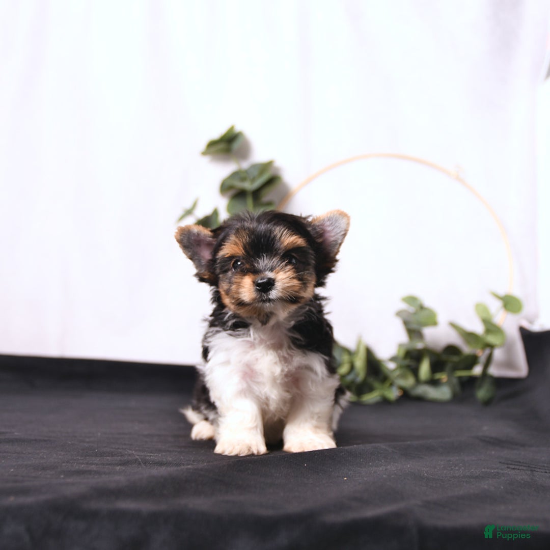 Biewer Terrier dogs for sale: Addie Extra Small - Image 4