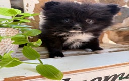Pomeranian dogs for sale: Fluffy - Image 12