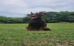 Doberman Pinscher dogs for sale: Nala - Image 1