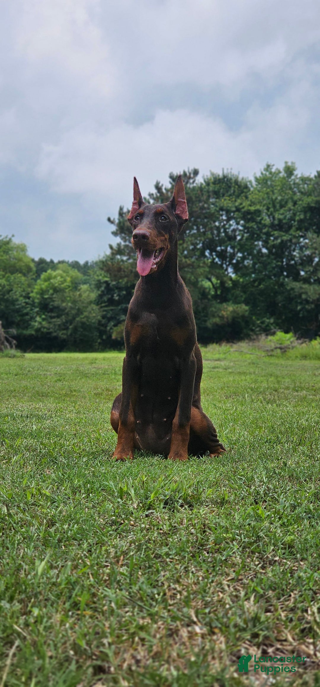Doberman Pinscher dogs for sale: Nala - Image 1
