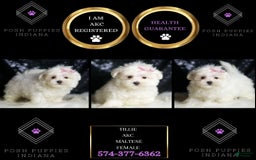 Maltese dogs for sale: Tillie - Image 3
