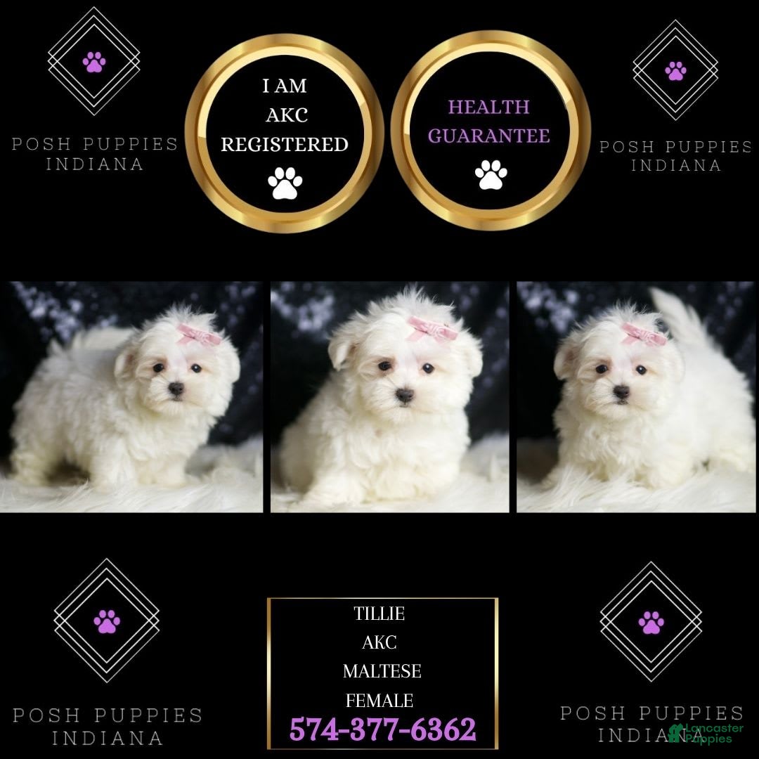 Maltese dogs for sale: Tillie - Image 3