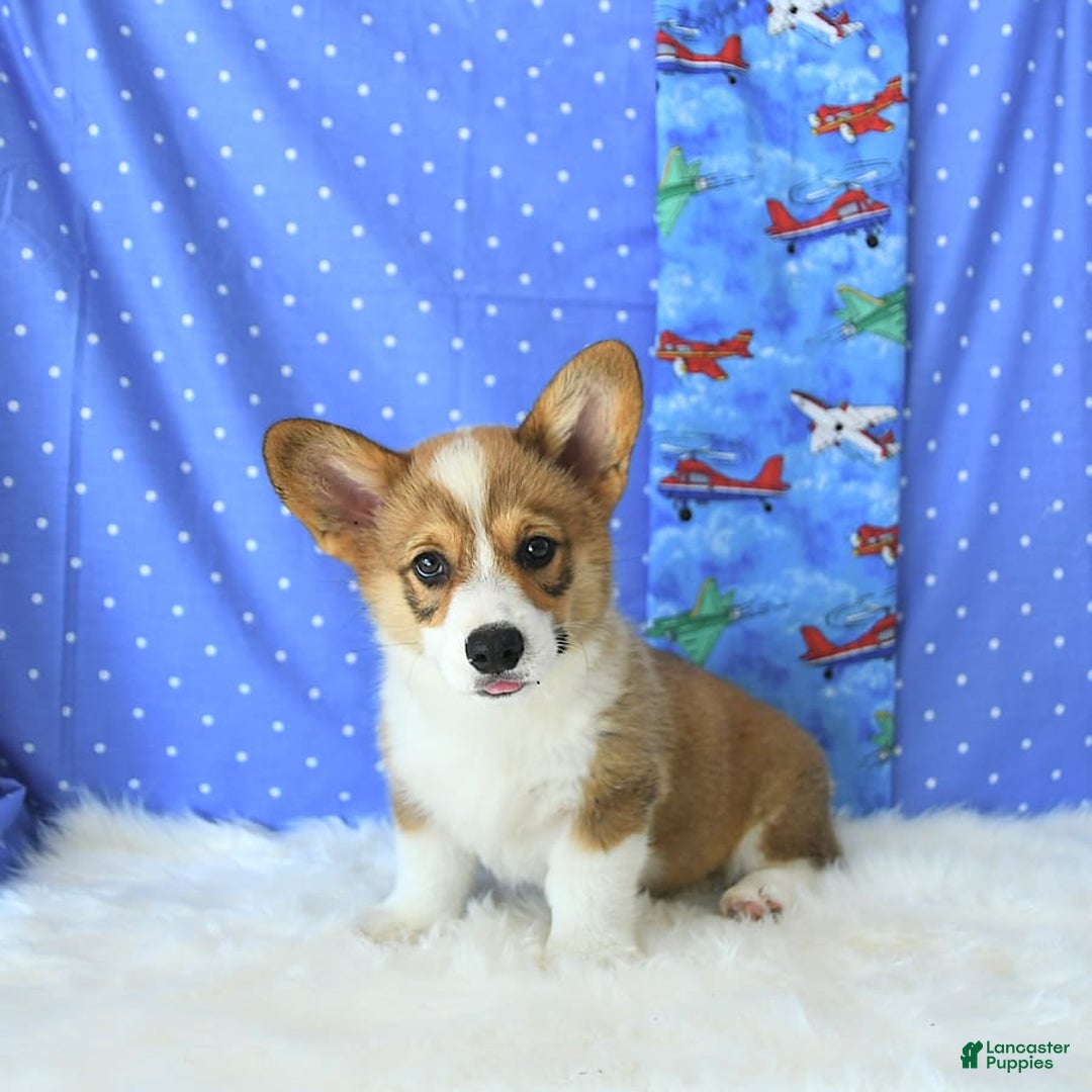 Welsh Corgi Pembroke dogs for sale: Linton - Image 3