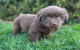 Newfoundland dogs for sale: Champ - Image 1