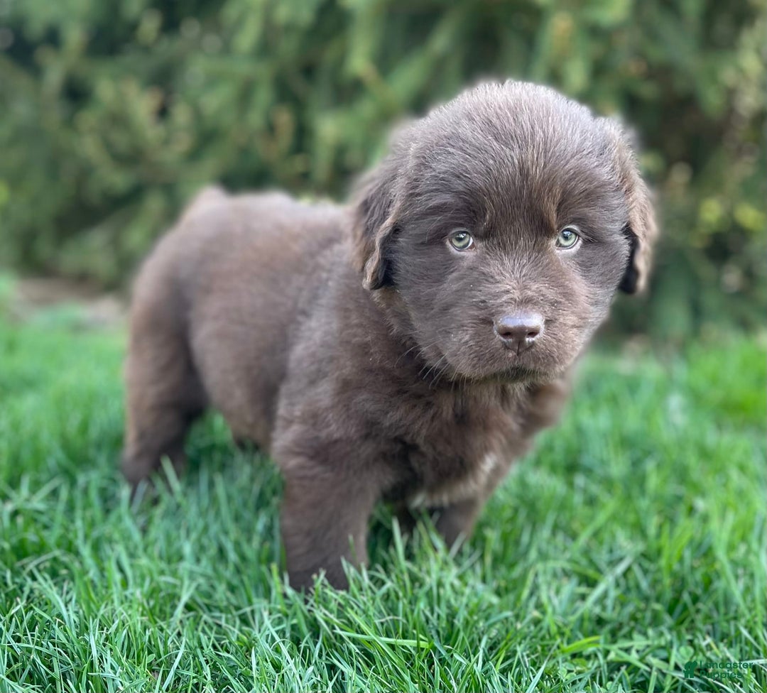 Newfoundland dogs for sale: Champ - Image 1
