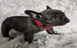 French Bulldog dogs for sale: Marco - Image 5