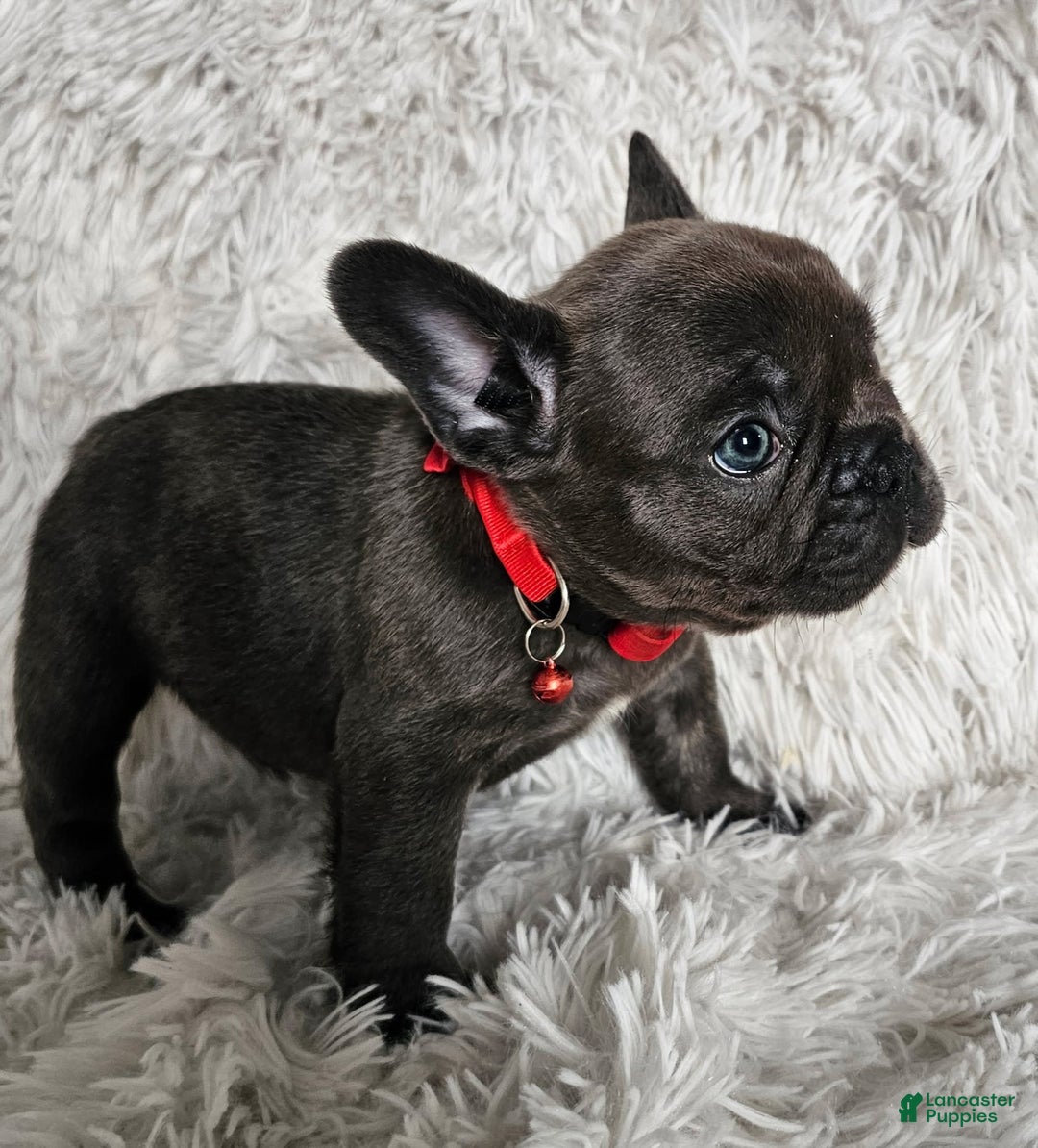French Bulldog dogs for sale: Marco - Image 5