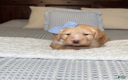 Labradoodle dogs for sale: Caramel - Image 4