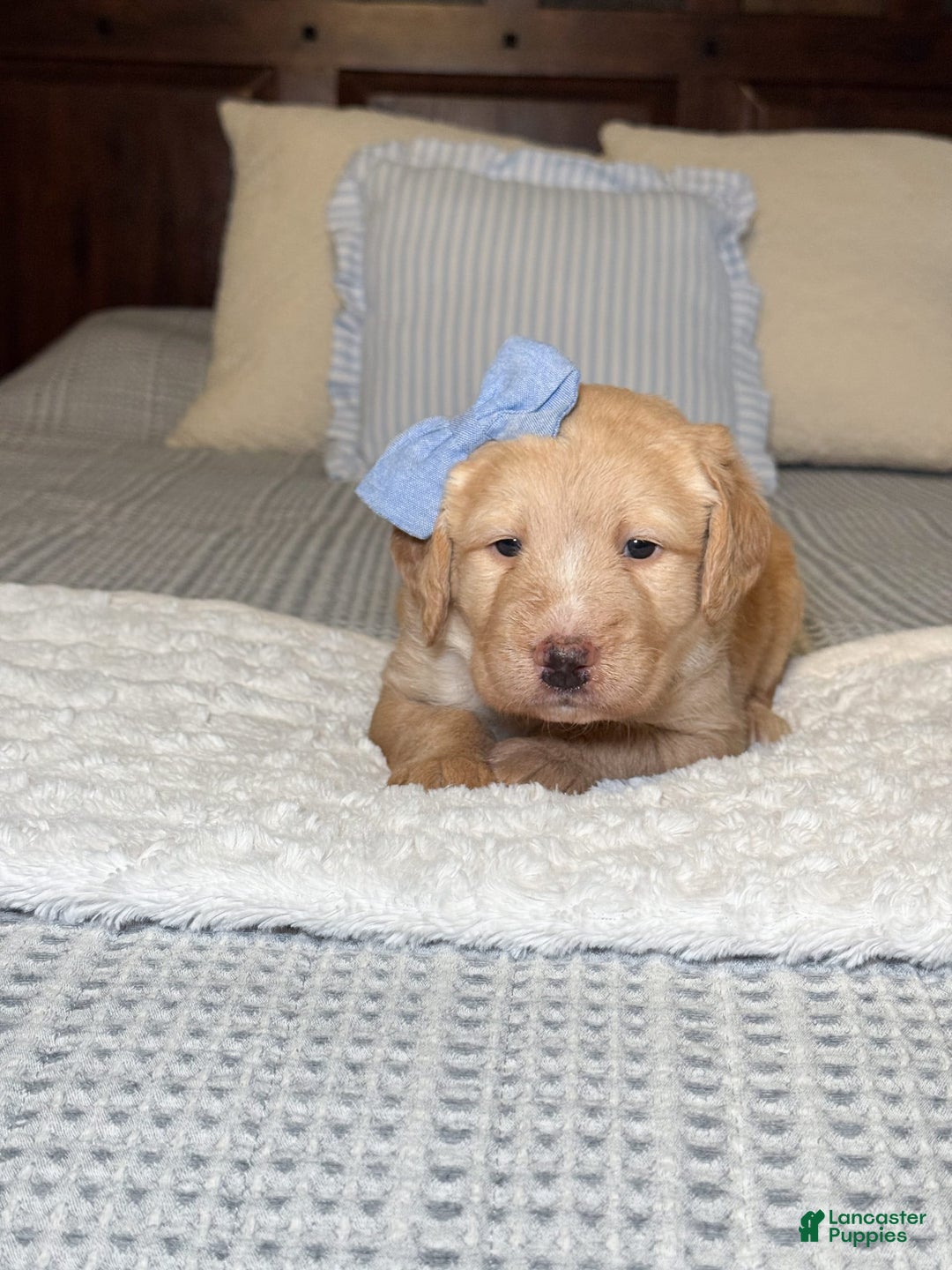 Labradoodle dogs for sale: Caramel - Image 4