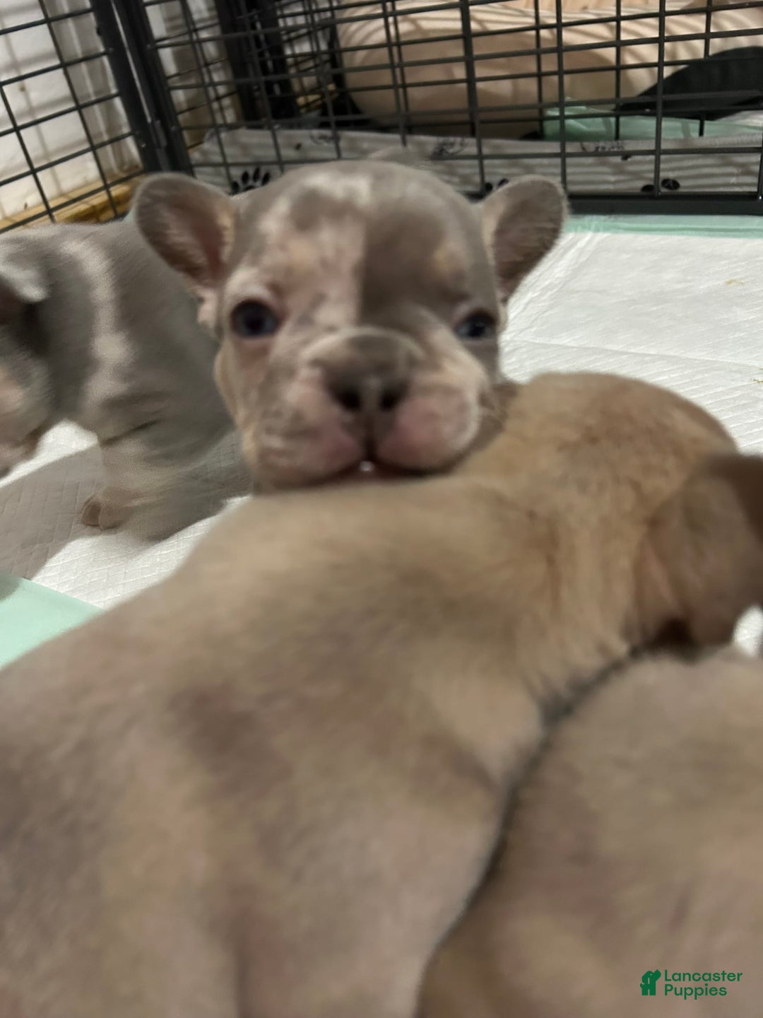 French Bulldog dogs for sale: Harvey - Image 3