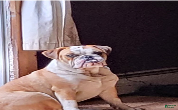Pug dogs for sale - Ad 1
