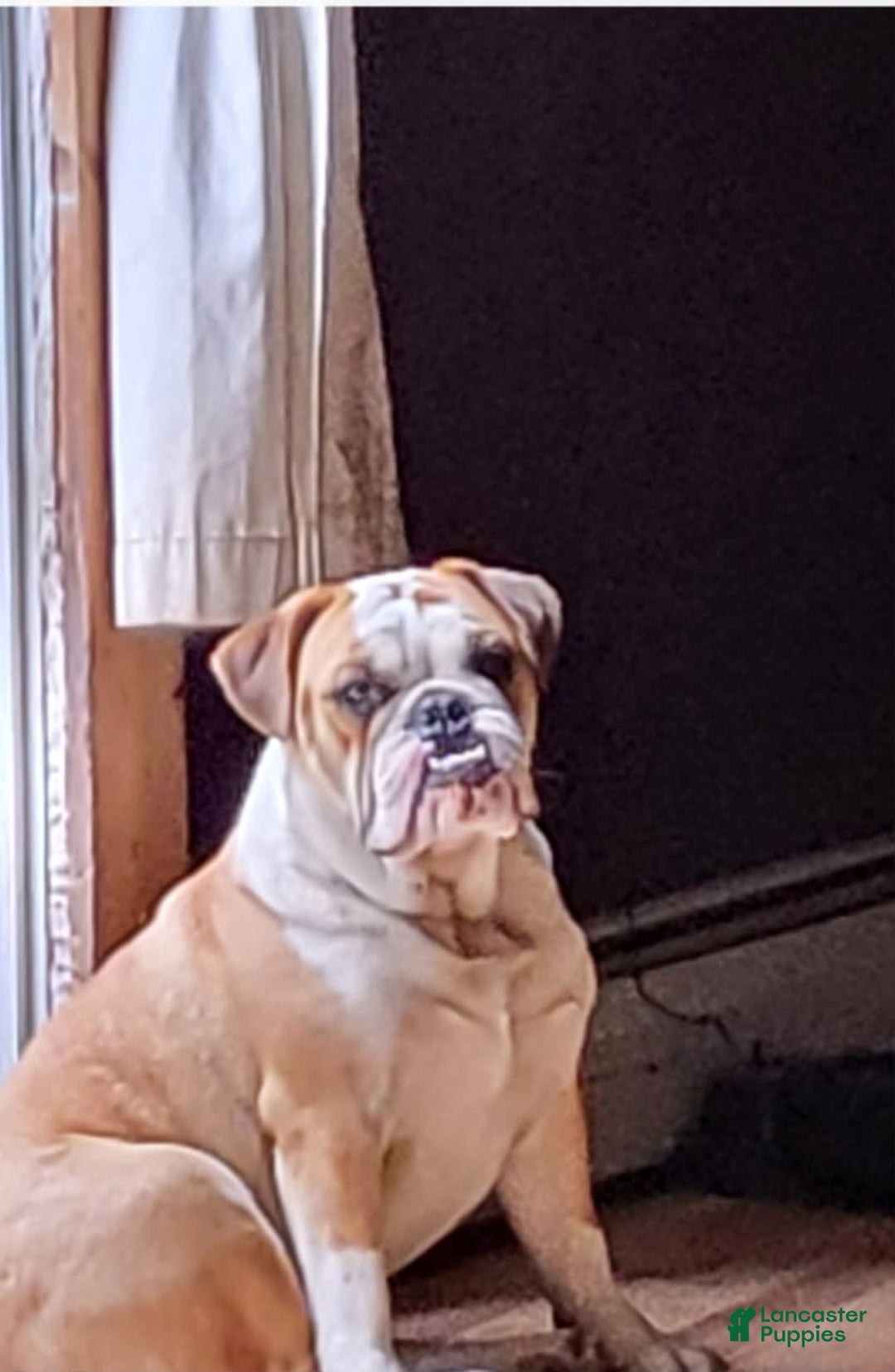 Pug dogs for sale: Puggsley - Image 1