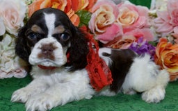 Cocker Spaniel dogs for sale: Acechocolatetanparticockerpuppy - Image 2
