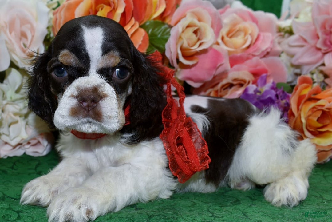Cocker Spaniel dogs for sale: Acechocolatetanparticockerpuppy - Image 2