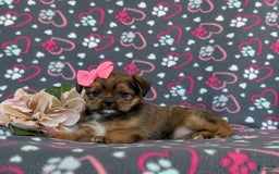 Shorkie dogs for sale: Brylee 9 Lbs Full Grown - Image 7