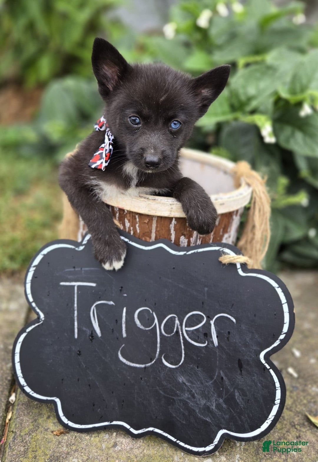Pomsky dogs for sale: Trigger - Image 3