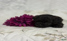 Shihpoo dogs for sale: Leo - Image 4