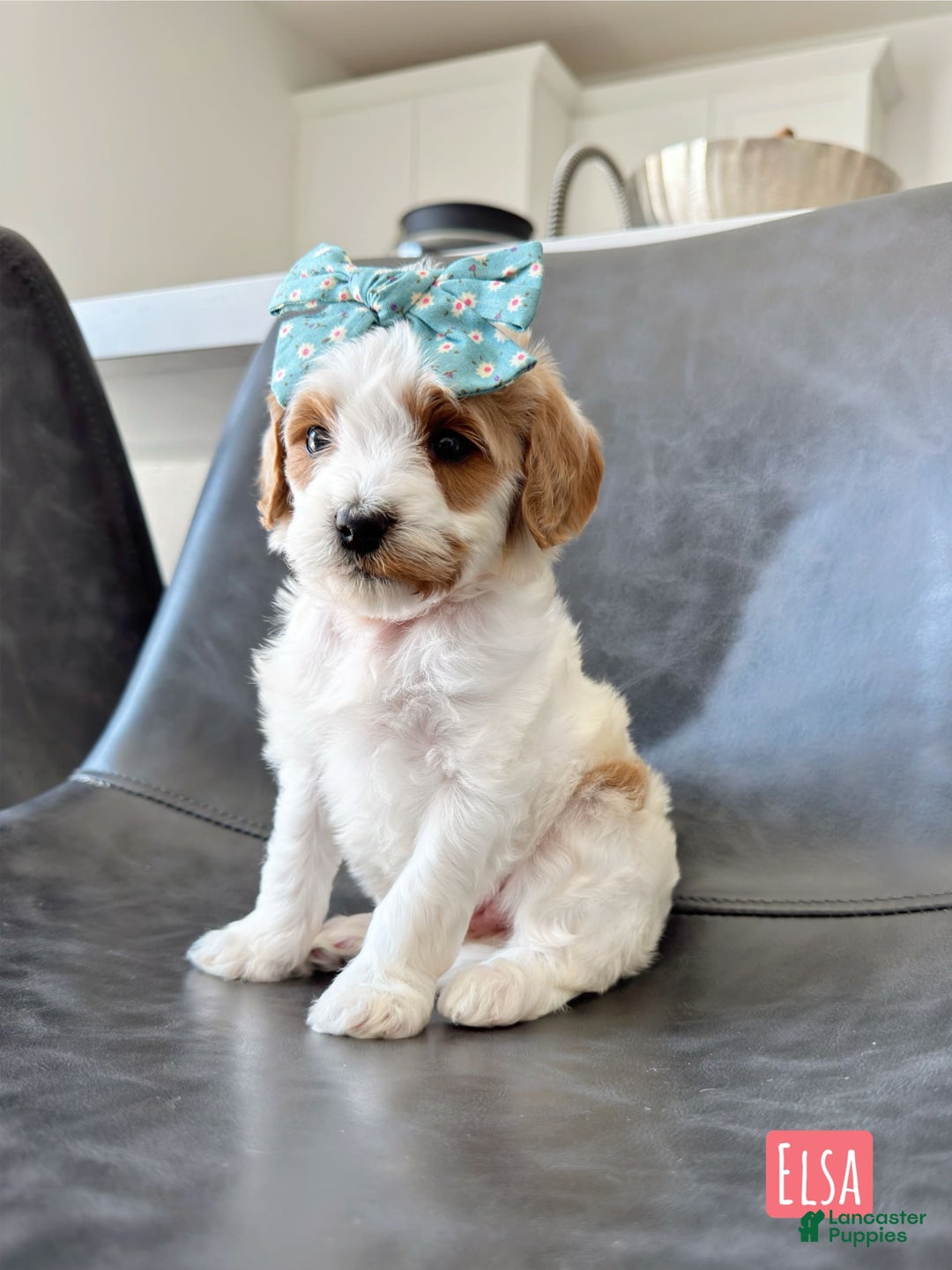 Mini Goldendoodle dogs for sale: Petite Elsa - Image 8