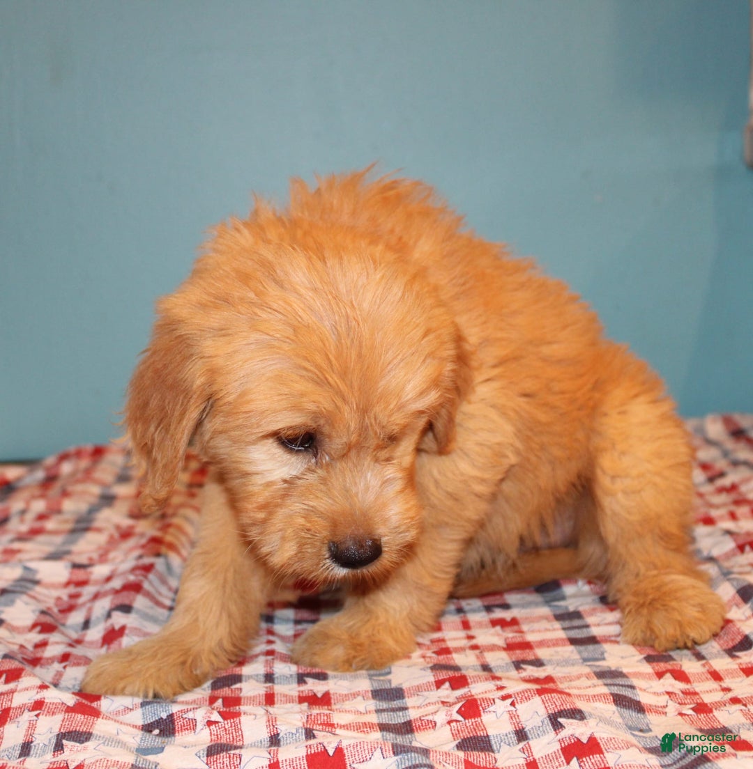  dogs for sale: Mini Goldendoodle 5 puppies - Image 30