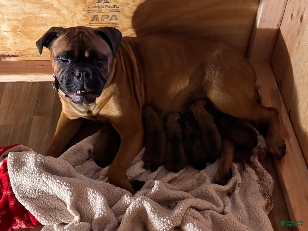 Bullmastiff dogs for sale: Puppy2 - Image 3