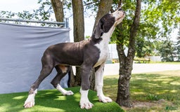 Great Dane dogs for sale: Missy - Image 20