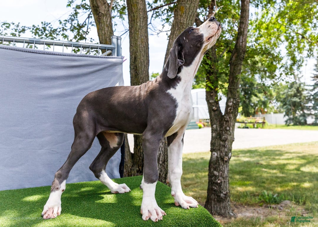 Great Dane dogs for sale: Missy - Image 20