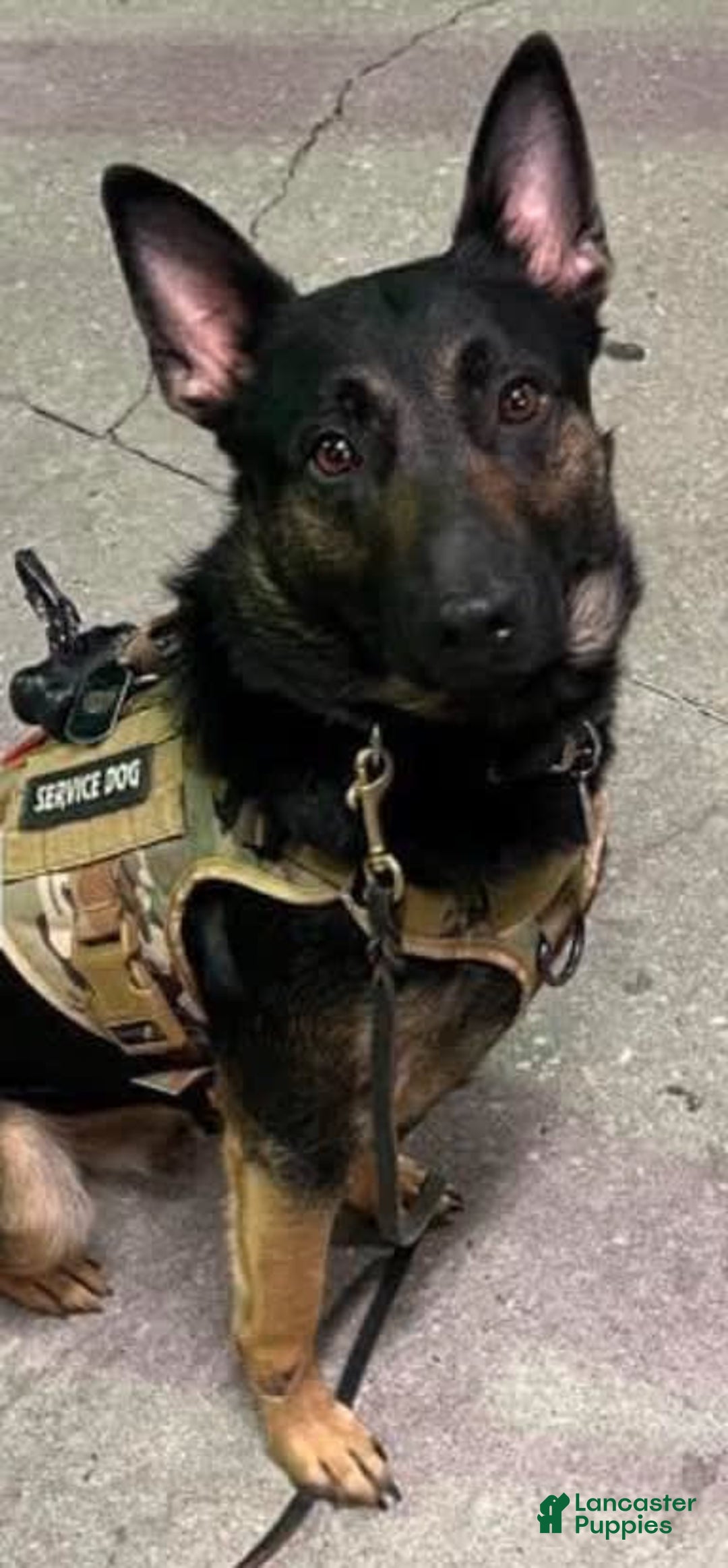 German Shepherd dogs for sale: Roxie - Image 3