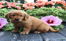 Golden Retriever dogs for sale: Weston - Image 2