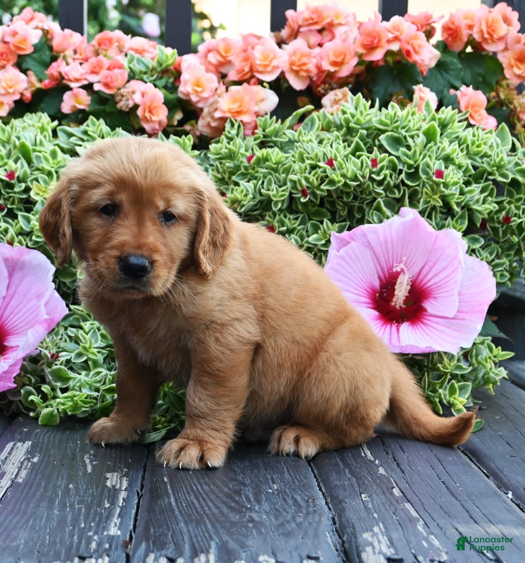 Golden Retriever dogs for sale: Weston - Image 2